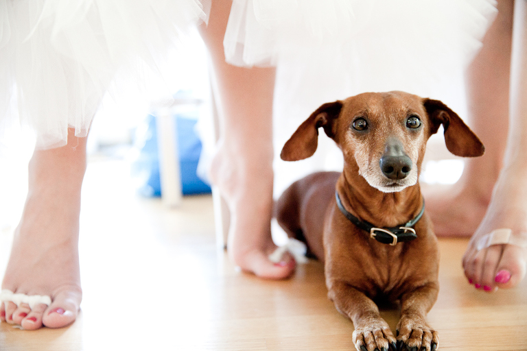 dog at wedding